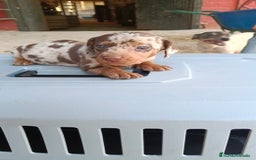 Teckel perros en venta: Teckel kaninchen macho  - Imagen 2