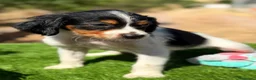 Épagneul Breton perros en venta: BRETON - Anuncio 5