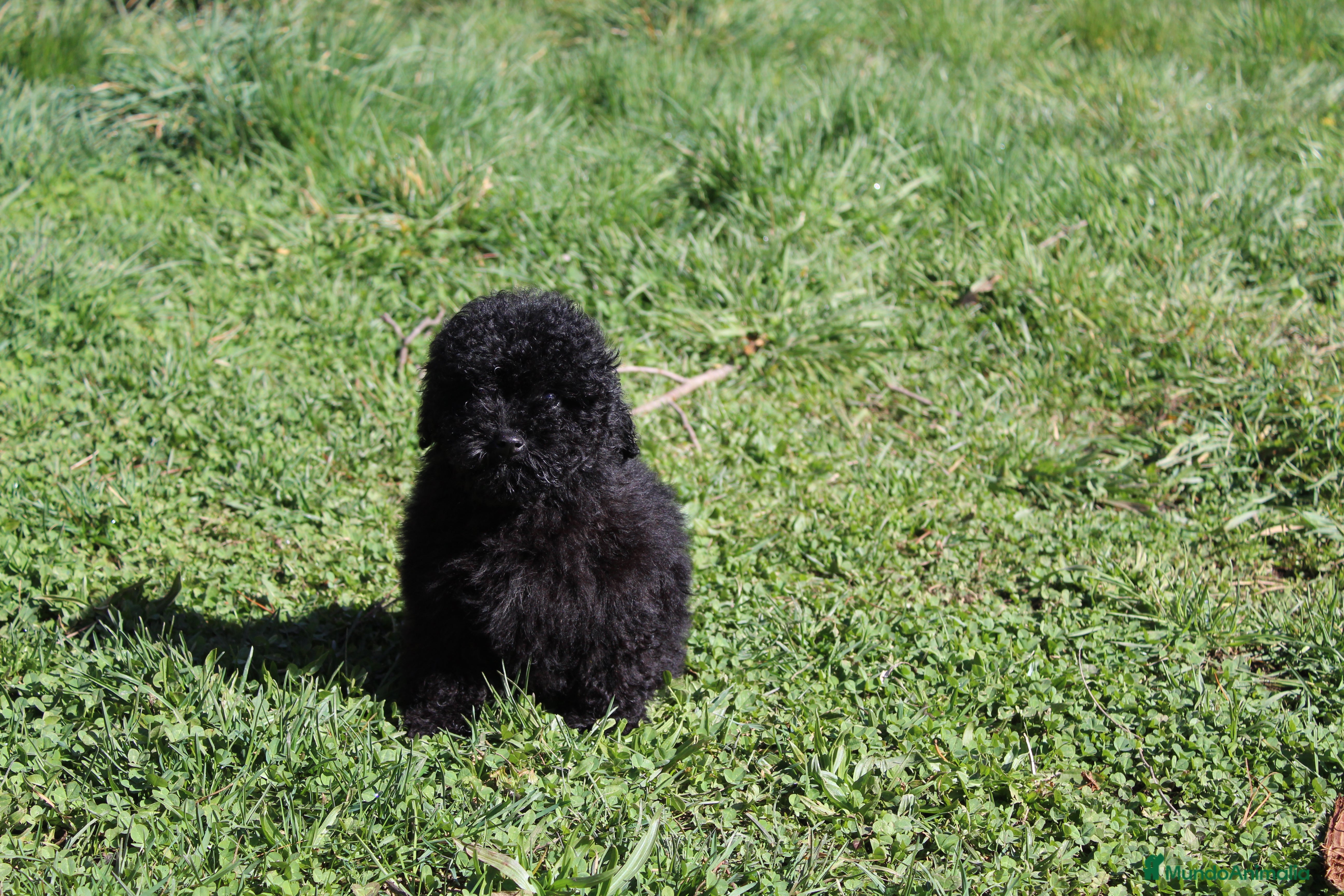 Caniche Enano perros Caniche enano negro - Anuncio 5