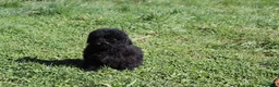 Caniche Enano perros en venta: Caniche enano negro - Anuncio 1