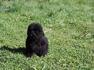 Caniche Enano perros Caniche enano negro - Anuncio 19