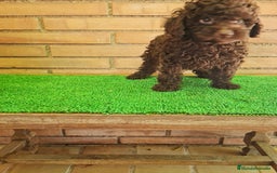 Caniche Enano perros en venta: Caniche - Imagen 5