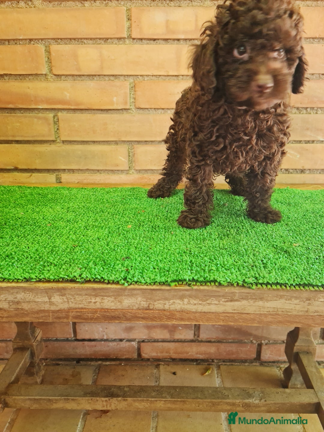 Caniche Enano perros en venta: Caniche - Imagen 5