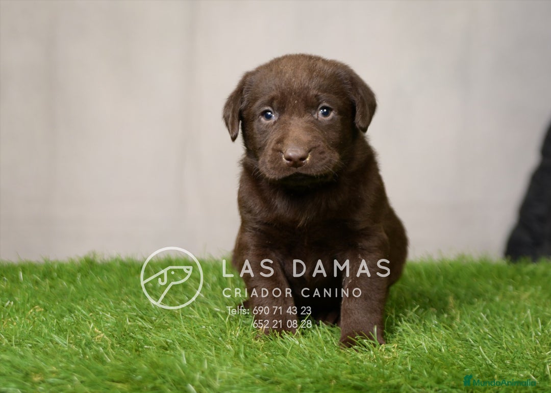 Labrador Retriever perros en venta: Labrador retriever disponibles.  - Imagen 5