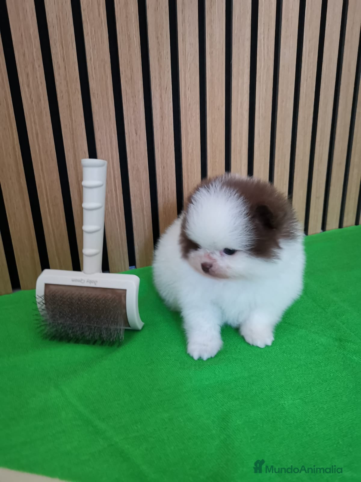 Pomerania perros Pomerania TOY Party Chocolate y Negro  - Anuncio 2