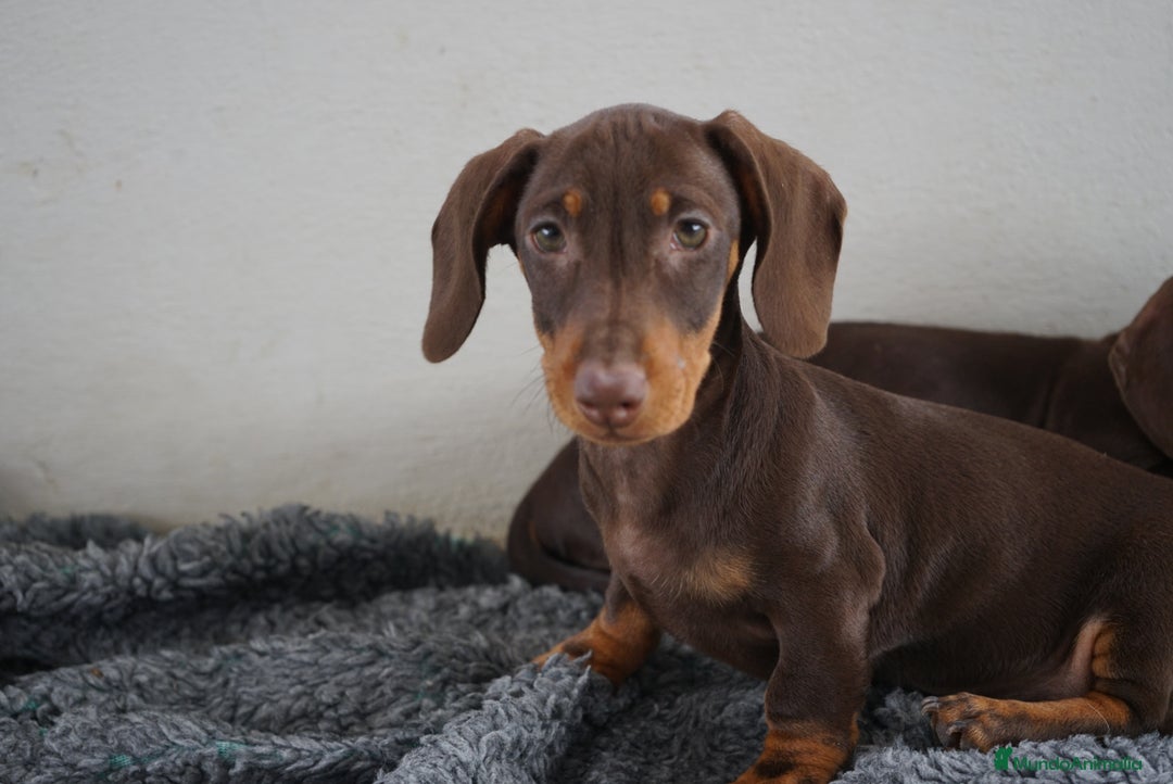 Teckel Miniatura perros en venta: 🐾 Bongo y Cacao – Teckel miniatura 🐾 - Imagen 10