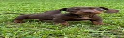 Teckel Miniatura perros en venta: Teckel Miniatura - Anuncio 6
