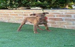 Podenco Canario perros en venta: Cachorro podenco canario  - Imagen 8