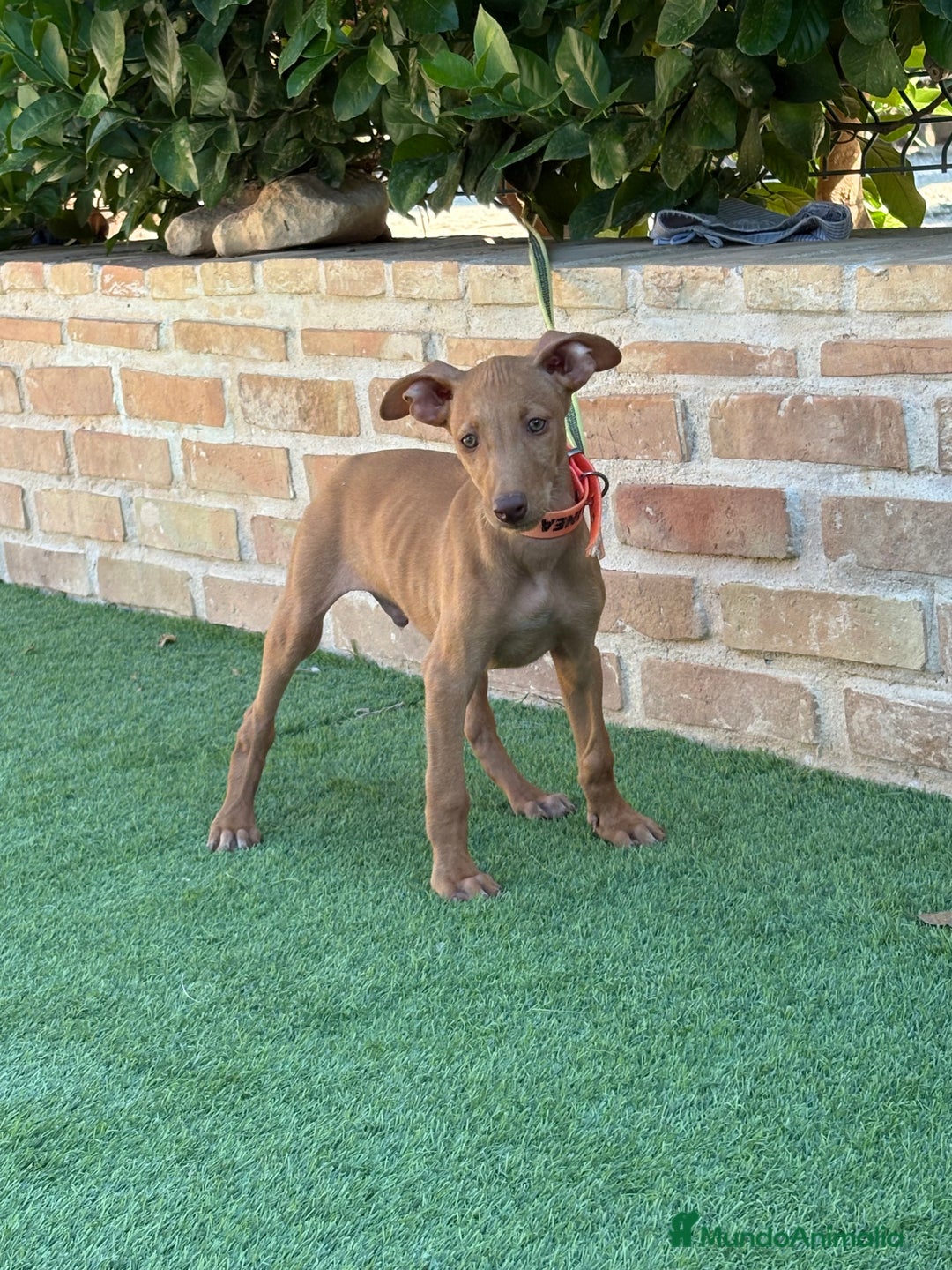 Podenco Canario perros en venta: Cachorro podenco canario  - Imagen 8