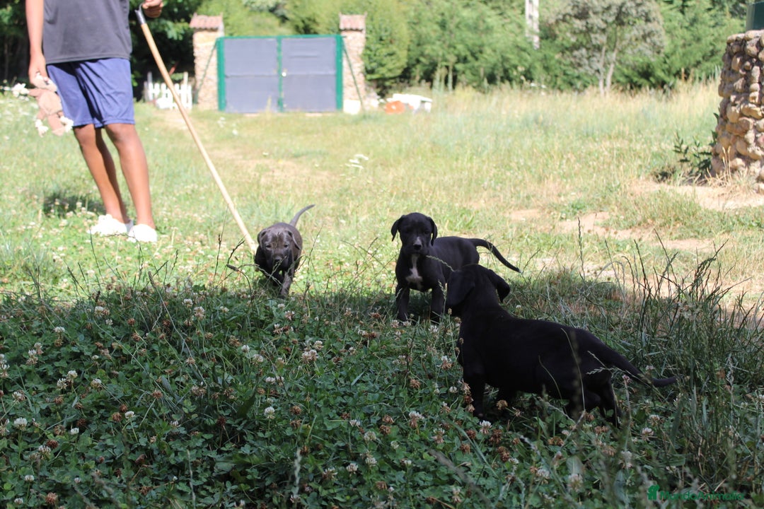 Dogo Alemán perros en venta: Dogo alemán/ gran danés  - Imagen 11