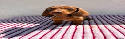 Teckel Miniatura perros en venta: Teckel Kaninchen - Anuncio 5