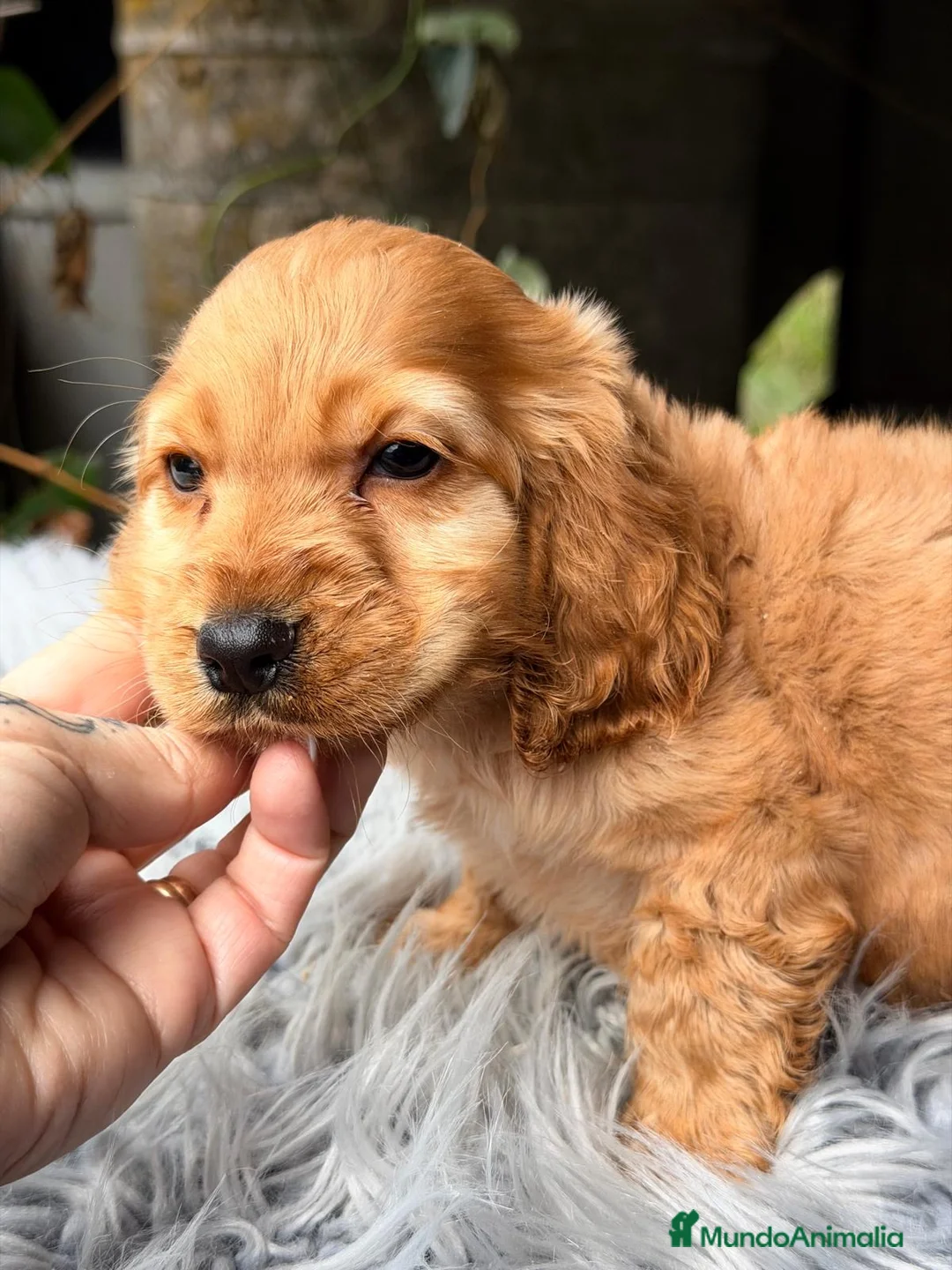 Cocker Spaniel Inglés perros en venta: COCKER SPANIEL INGLÉS MACHO - Anuncio 2