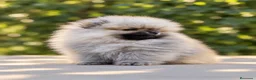 Pomerania perros en venta: Pomerania machos de líneas exclusivas y exóticas - Anuncio 14