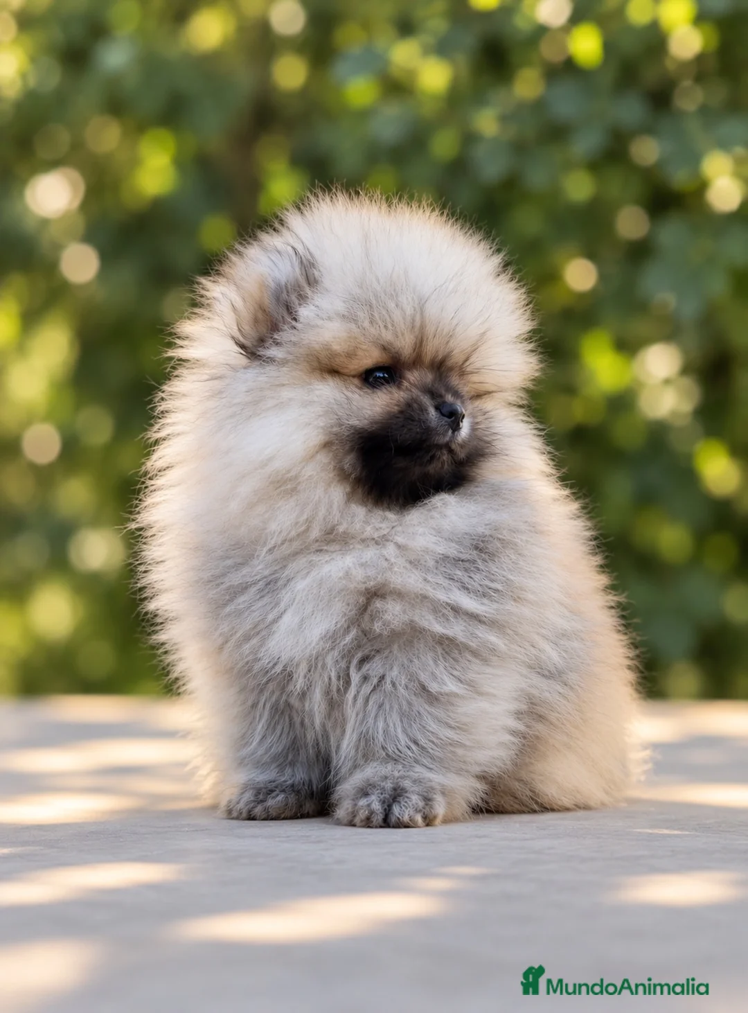 Pomerania perros en venta: Pomerania machos de líneas exclusivas y exóticas - Anuncio 14