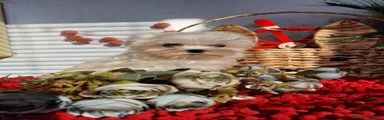 Bichón Maltés 1