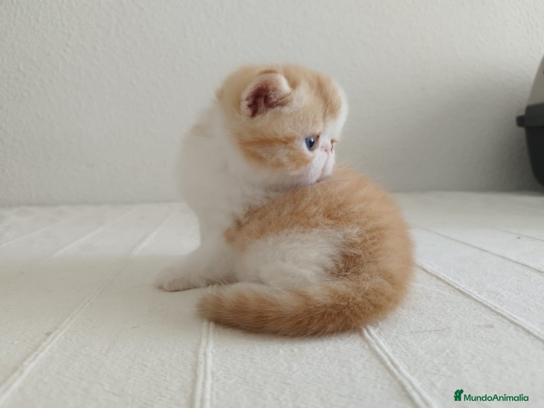 Exótico de Pelo Corto gatos en venta: 🐯 EXOTIC SHORTHAIR RED TABBY & WHITE - Imagen 4