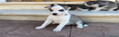 Husky Siberiano 5