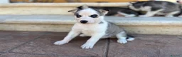 Husky Siberiano perros en venta: Husky - Anuncio 2