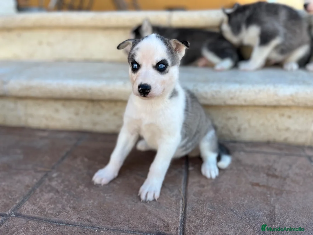 Husky Siberiano perros en venta: Husky - Anuncio 2