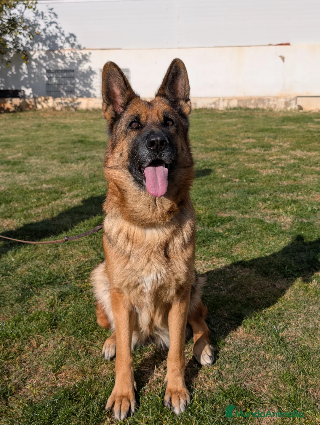 Pastor Alemán perros en venta: CAMADA DE PASTOR ALEMÁN  - Anuncio 2