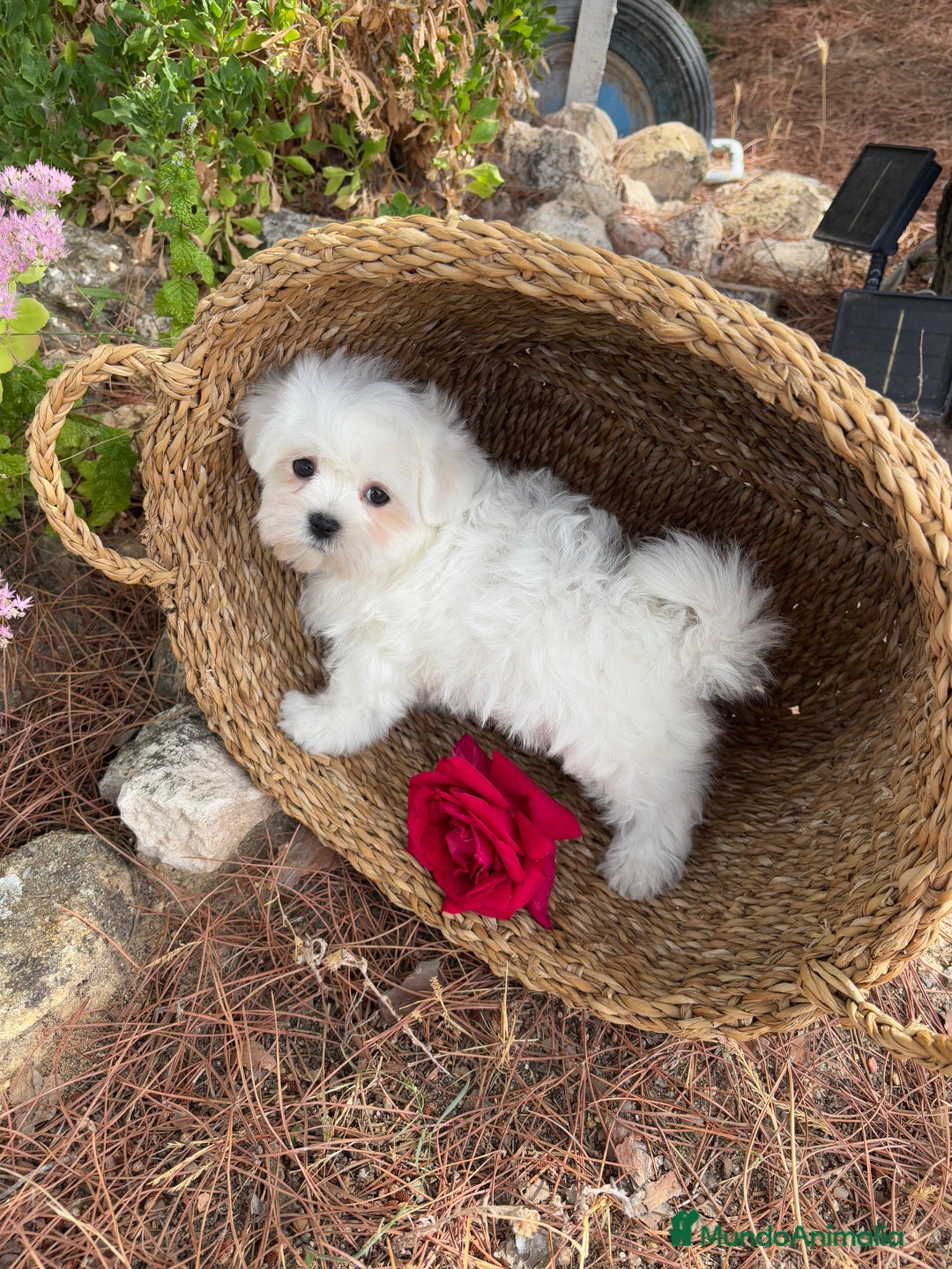 Bichón Maltés perros en venta: Bichon maltés toy hembra y macho  - Imagen 7