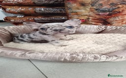 Bulldog Francés perros en venta: CACHORROS BULLDOG FRANCÉS MERLE BLUE - Imagen 2