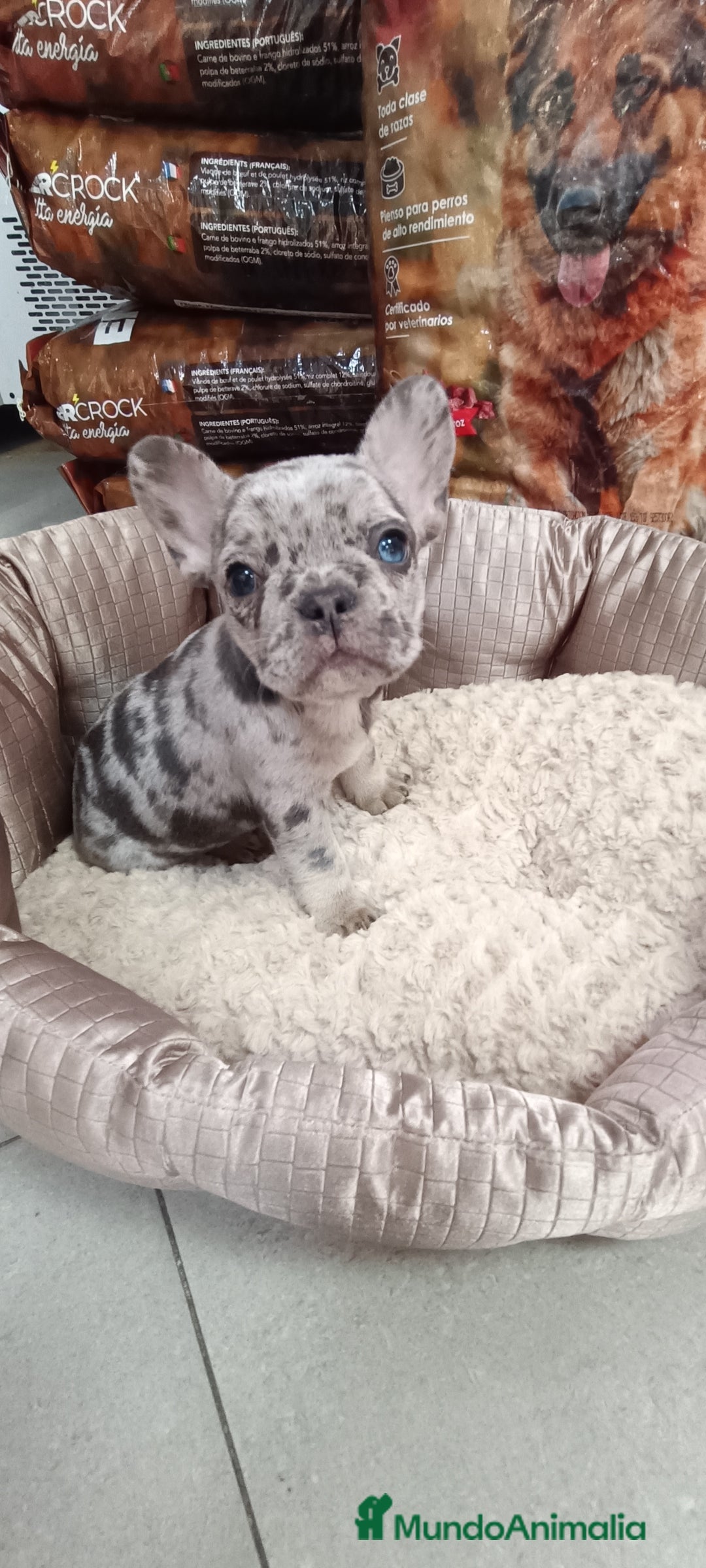 Bulldog Francés perros en venta: CACHORROS BULLDOG FRANCÉS MERLE BLUE - Imagen 2