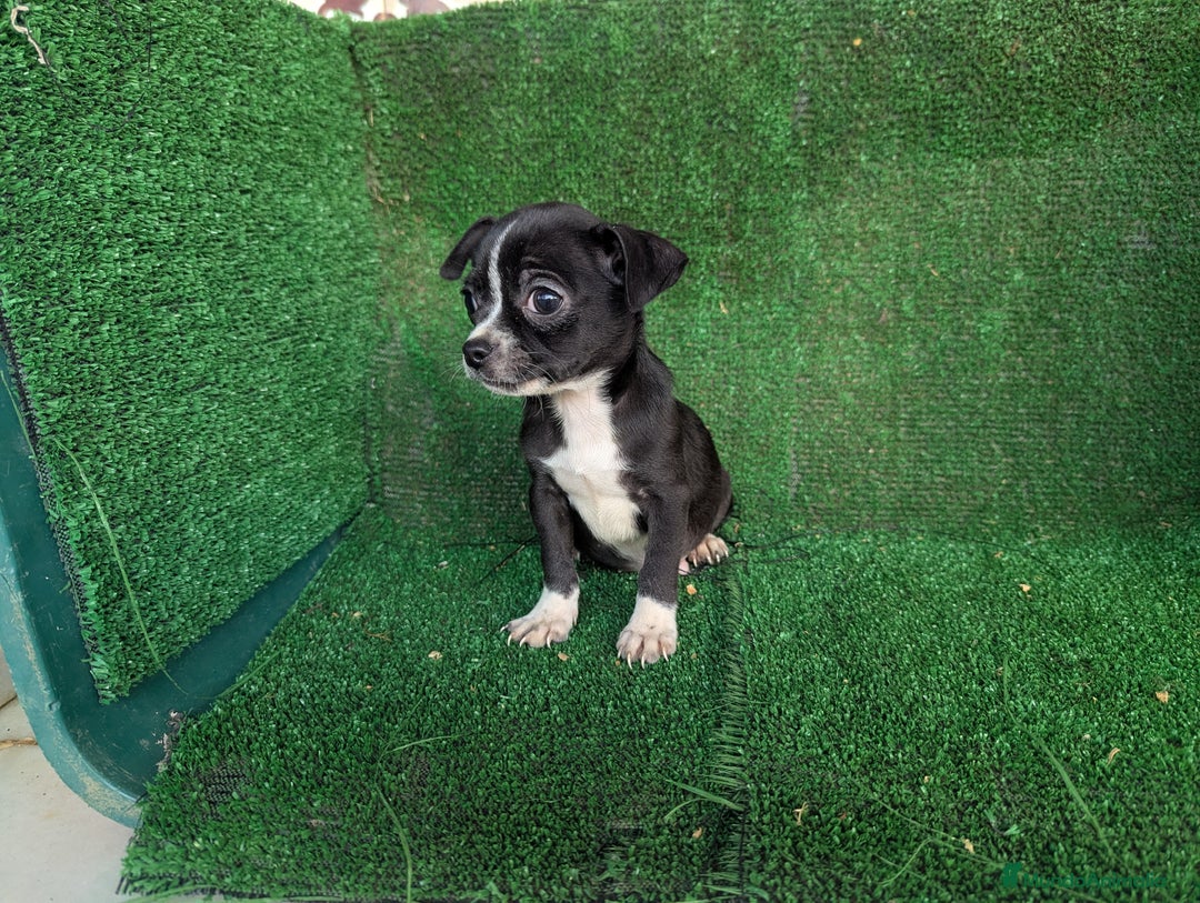 Chihuahua perros en venta: Chihuahua  - Anuncio 6