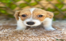 Jack Russell Terrier perros en venta: Camada de Nala  en Madrid - Imagen 4