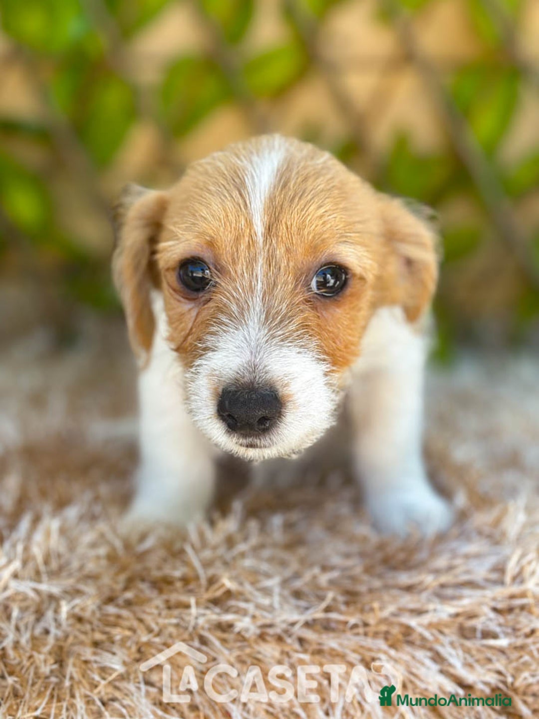Jack Russell Terrier perros en venta: Camada de Nala  en Madrid - Imagen 4