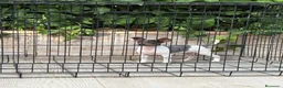 Gos Rater Valencià perros en venta: Cachorra ratera valenciano arlequín  - Anuncio 1