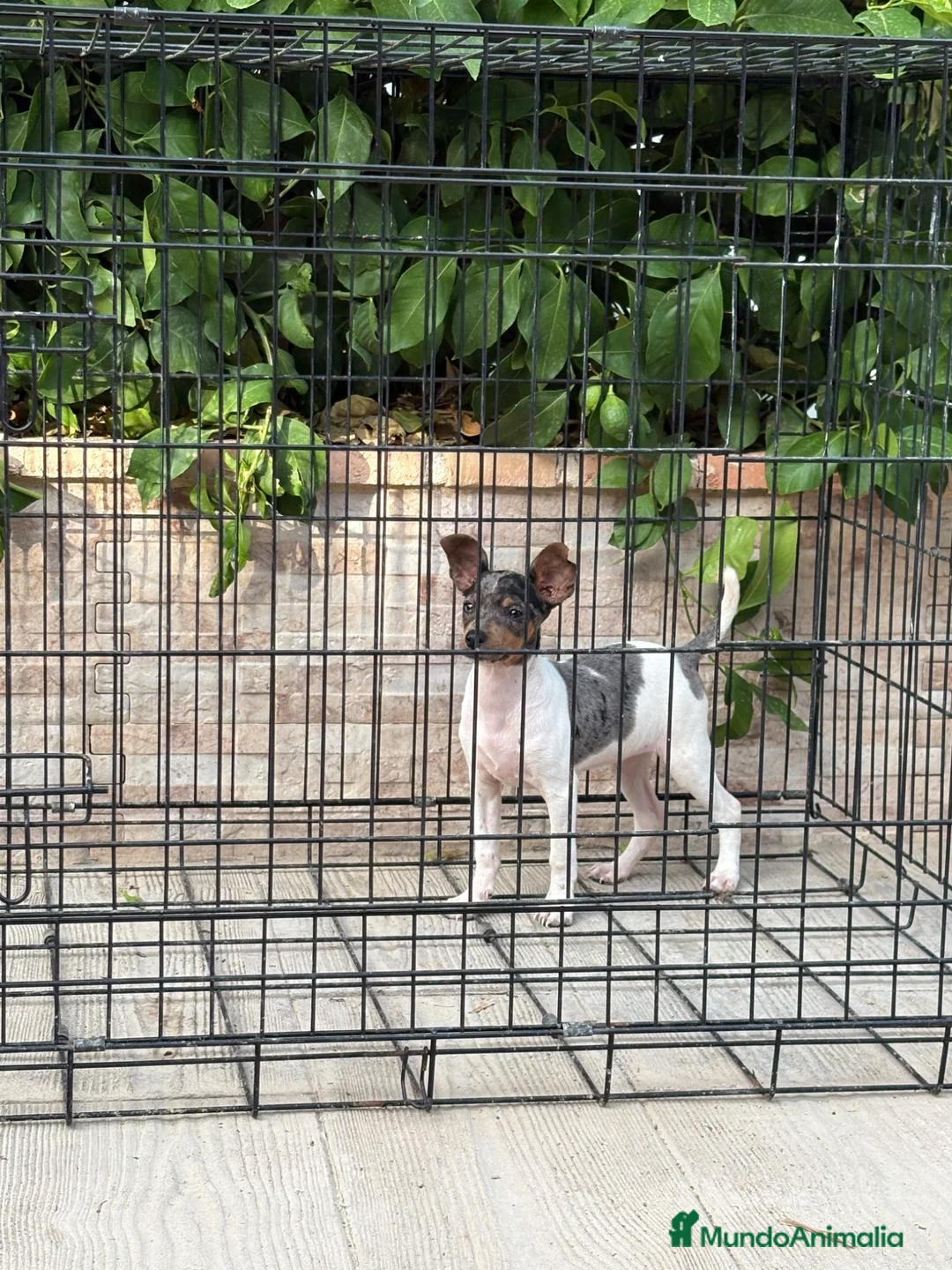 Gos Rater Valencià perros en venta: Cachorra ratera valenciano arlequín  - Anuncio 1