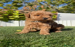 Caniche Toy perros en venta: CANICHE TOY MACHO - Anuncio 20