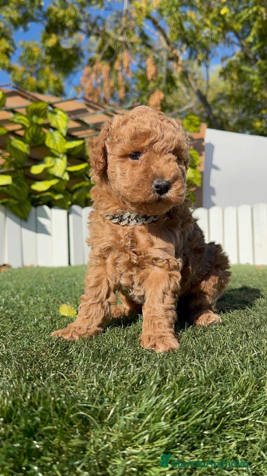 Caniche Toy perros en venta: CANICHE TOY MACHO - Anuncio 20