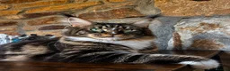 Maine Coon gatos en venta: Afijo Rey-Diez Cattery  - Anuncio 2