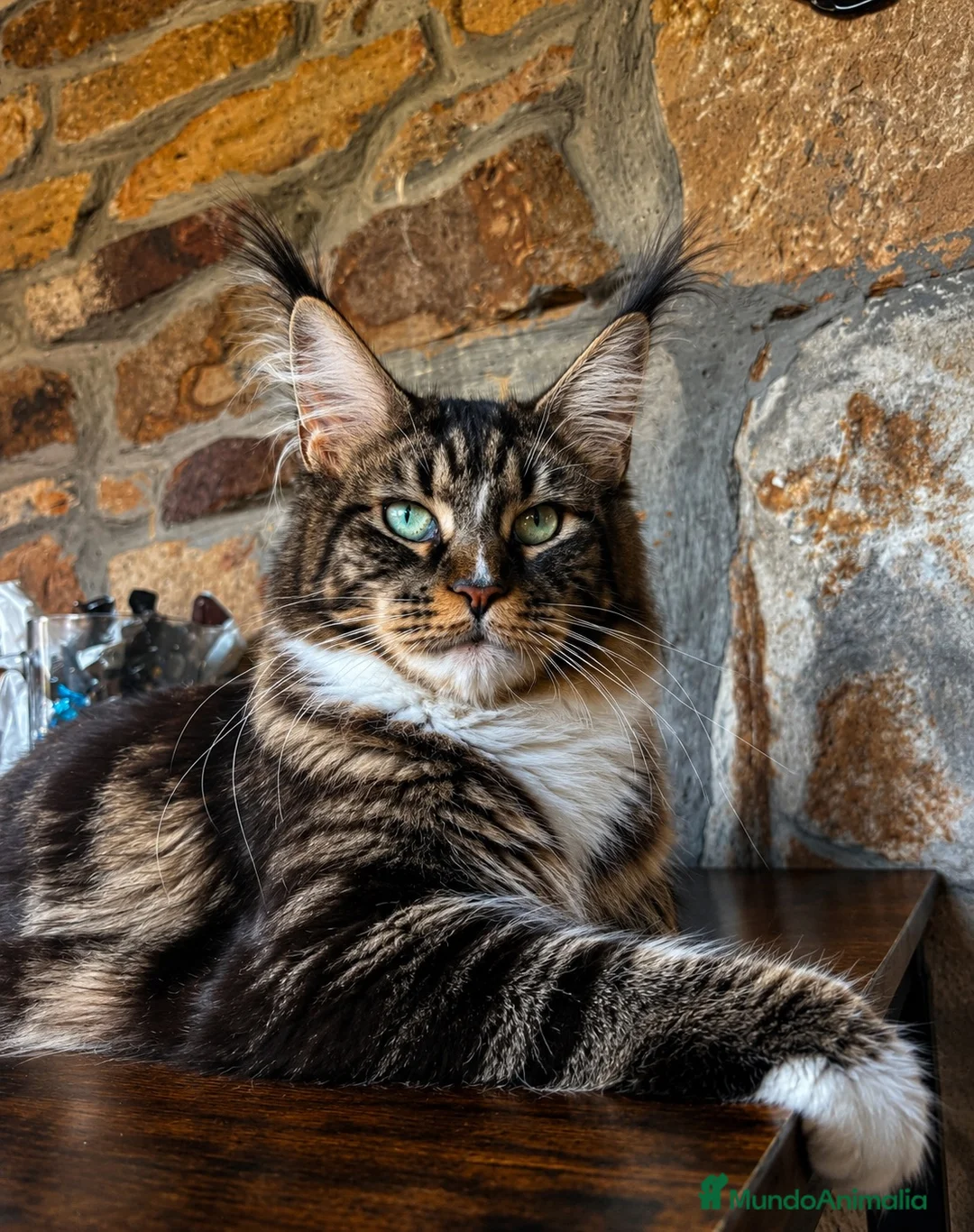 Maine Coon gatos en venta: Afijo Rey-Diez Cattery  - Anuncio 2