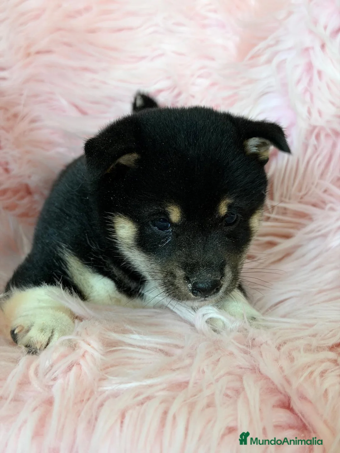 Shiba Inu perros en venta: SHIBA INU NEGRA FUEGO HEMBRA  - Anuncio 4