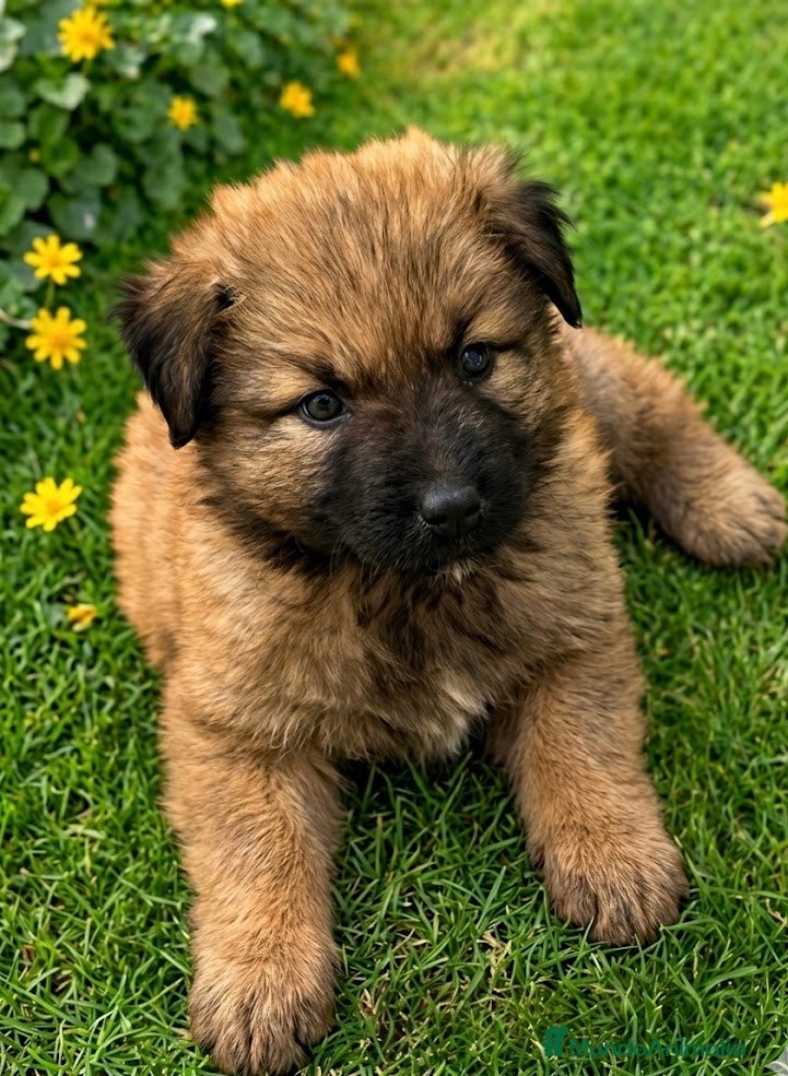 Pastor del Cáucaso perros Espectacular pastor del caucaso🐶🐾 - Anuncio 1