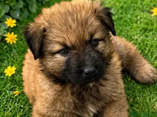 Pastor del Cáucaso perros Espectacular pastor del caucaso🐶🐾 - Anuncio 2