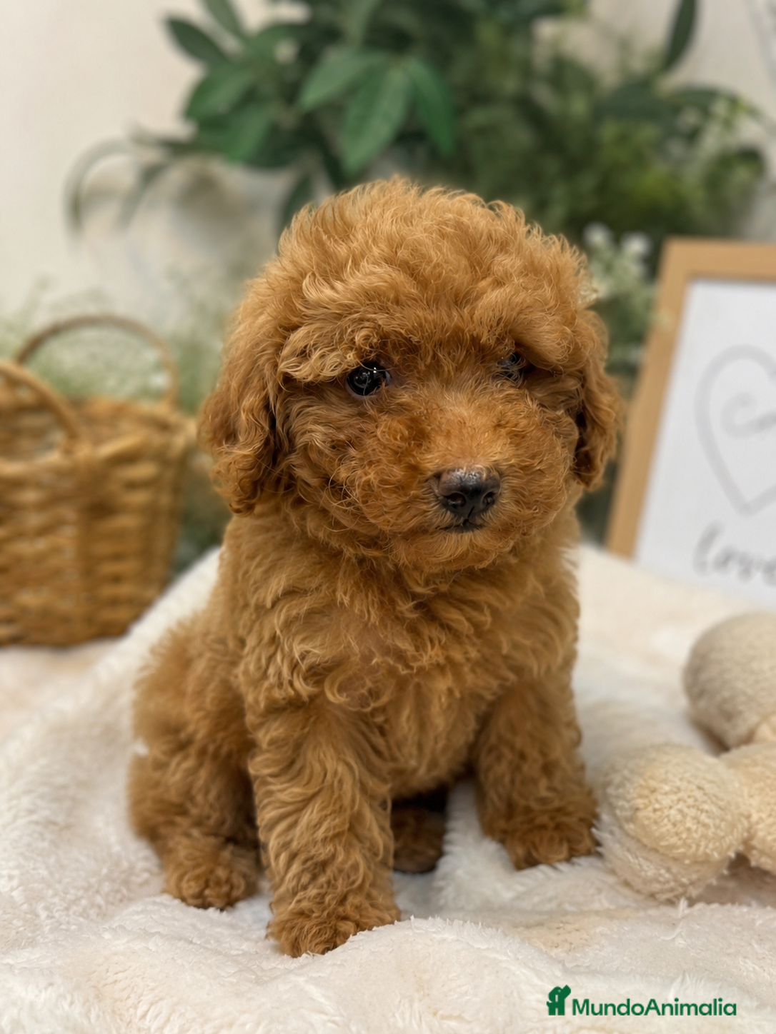 Caniche Toy perros CANICHE TOY ROJO TOY ❤️🐩 - Anuncio 1