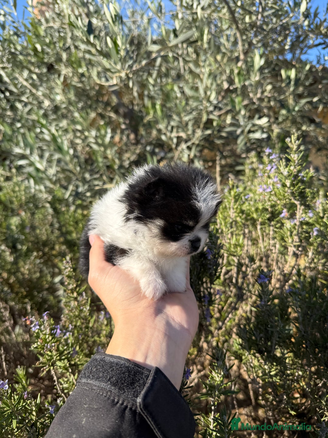 Pomerania perros en venta: Pomerania Toy - Anuncio 1