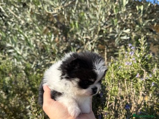 Pomerania perros Pomerania Toy - Anuncio 5