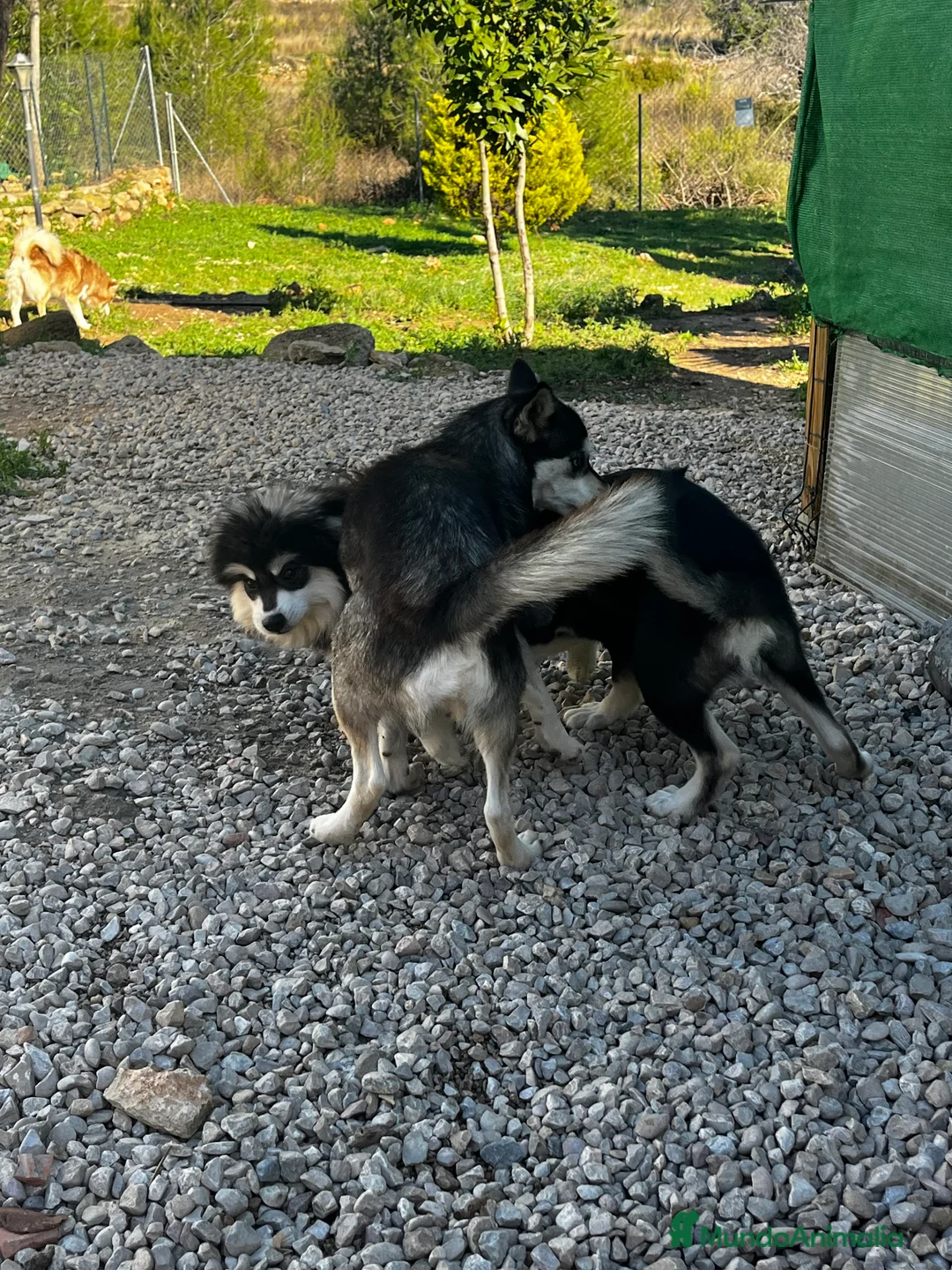 Pomsky perros en venta: Pomsky miniatura multigeneracional  - Anuncio 21