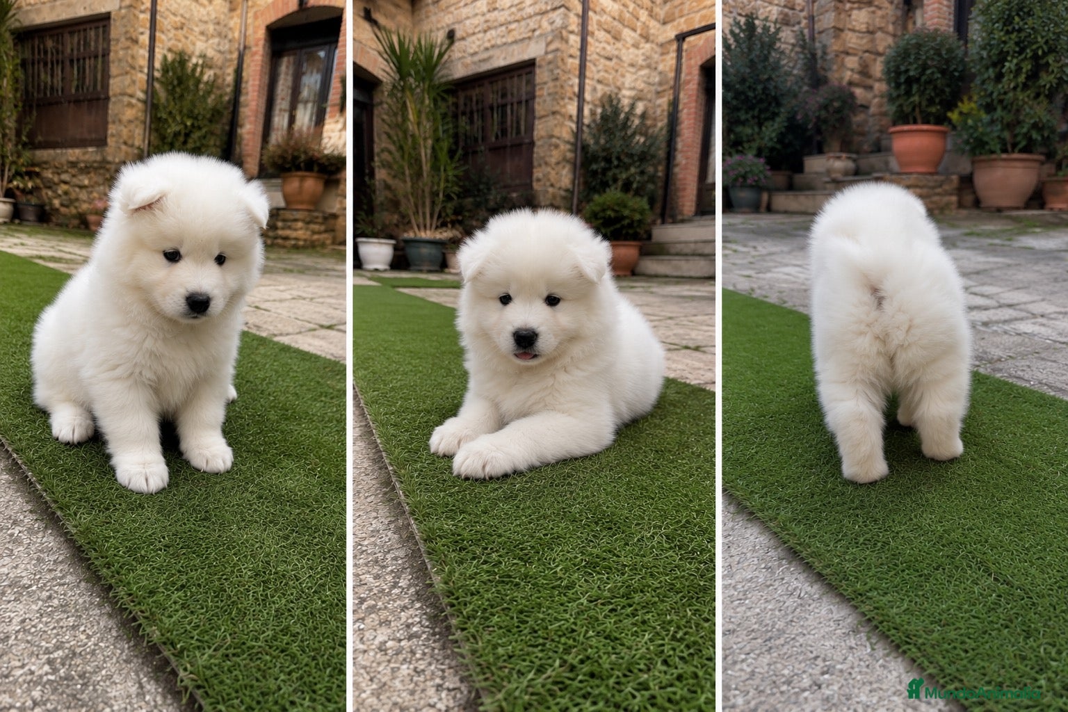 Samoyedo perros SAMOYEDO CACHORRO MACHO  - Anuncio 1