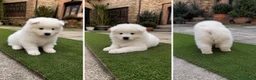 Samoyedo perros en venta: SAMOYEDO CACHORRO MACHO  - Anuncio 1