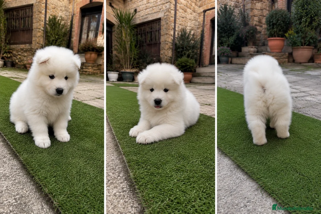 Samoyedo perros en venta: SAMOYEDO CACHORRO MACHO  - Anuncio 1