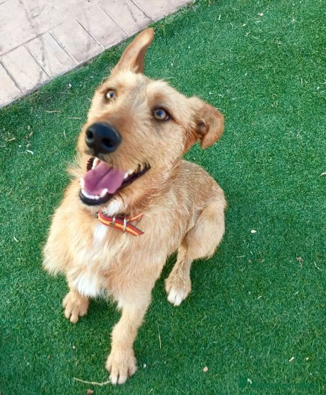 Raza Mixta perros en adopcion: BUDY, TAMAÑO MEDIANO, ADOPCIÓN en Madrid - Anuncio 2