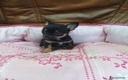 Chihuahua perros en venta: Chihuahua toy - Imagen 6