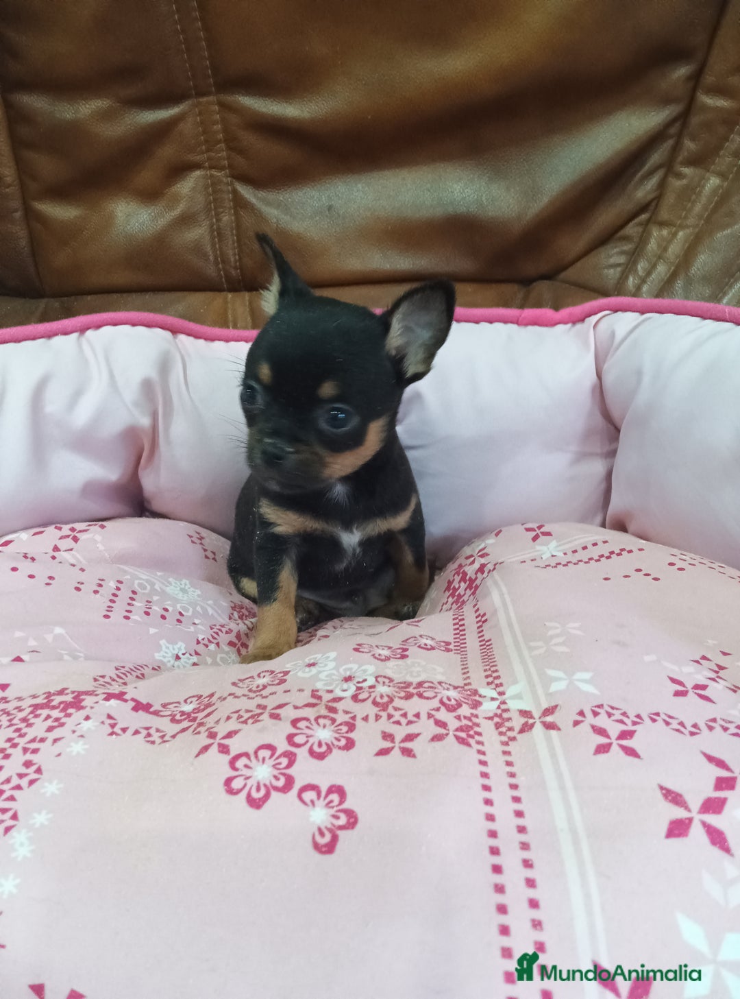 Chihuahua perros en venta: Chihuahua toy - Imagen 6