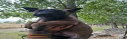 Pastor Belga Malinois perros en venta: Pastor Belga Malinois - Anuncio 6